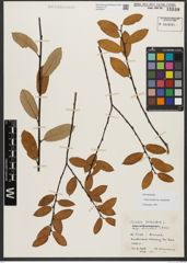 Foto von Salix triandra subsp. amygdalina (L.) Schübl. & G. Martens
